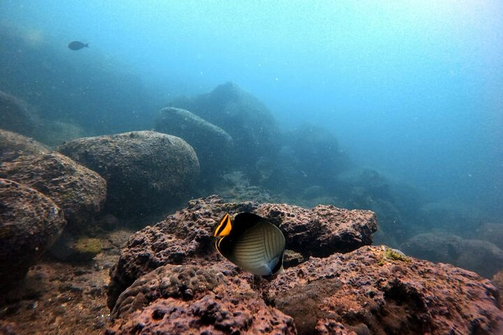 Scuba Diving in Kalpitiya - Photo 1 of 6